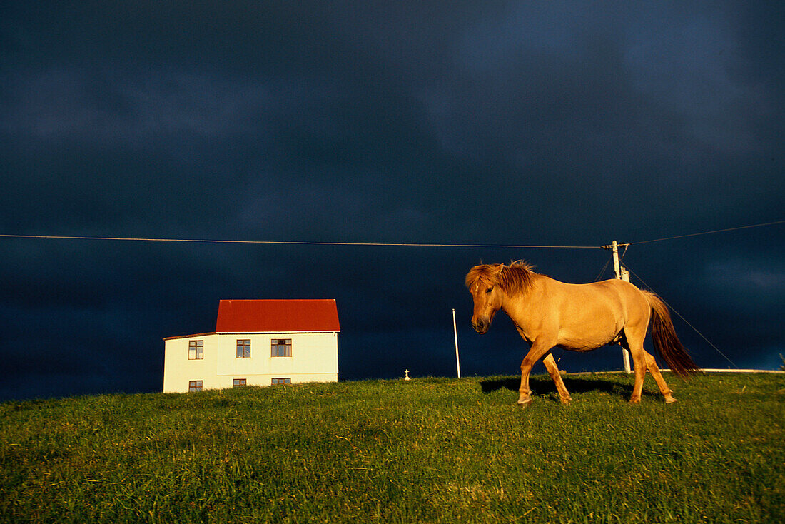 Islandpferd und Haus, Hrutafjoerdur Island