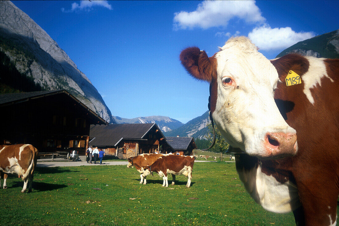 Kuehe, Engalm, Ahornboden, Karwendel, Alpen, Tirol Oesterreich