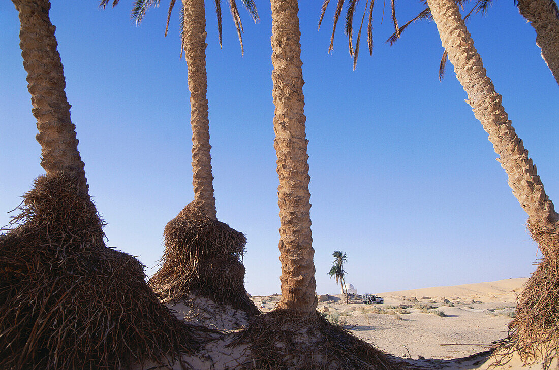 Palm trees in the desert, Marabout near Mansoura, Tunesia, Africa