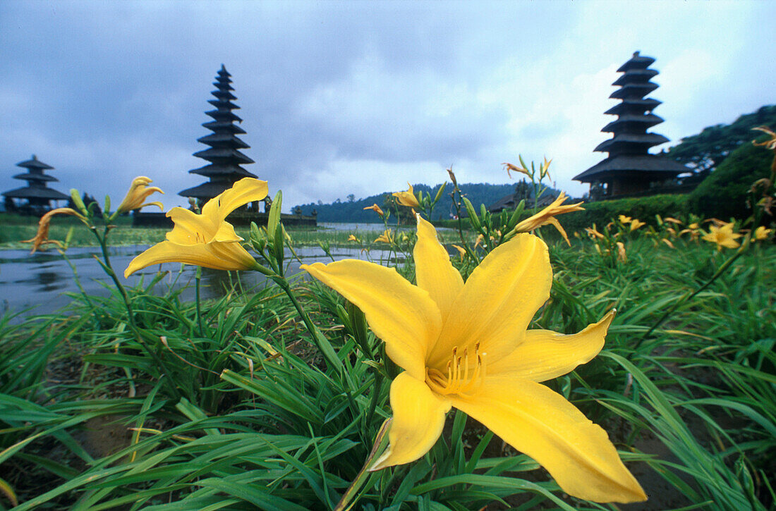 Lilien, Tempel Pura Ulun Danu, Bratan See, Bali Indonesien