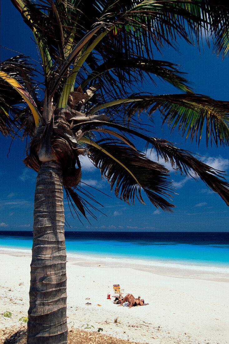 Pink Beach, Palme, Bonaire Niederlaenische Antillen