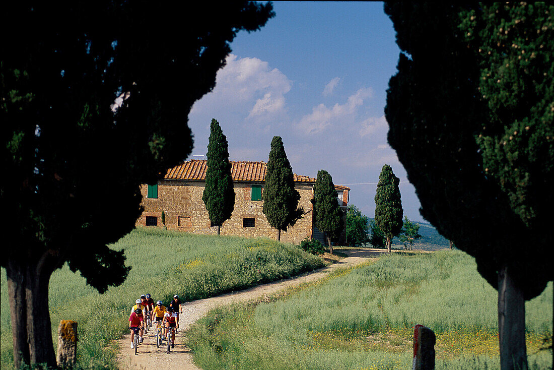 Radfahrer, Zypressen, Bei Pienza Toskana, Italien