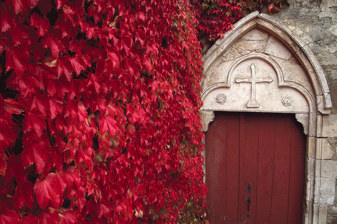 Tür mit wildem Wein, Hotel des Clos, Chablis, Burgund, Frankreich