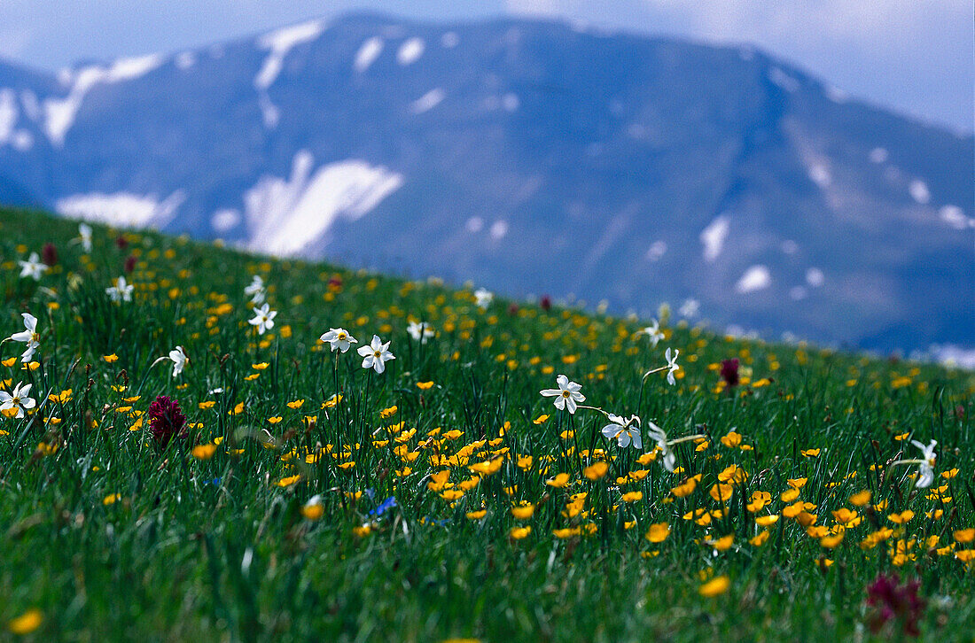 Blumenwiese, Monti Sibillini Nationalpark, Toskana, Italien