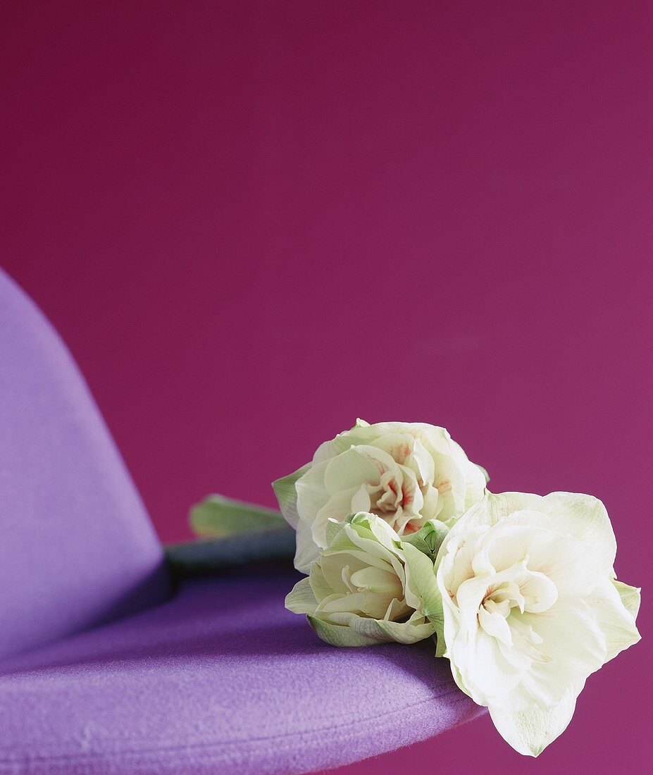 A white amaryllis on a chair against a red background