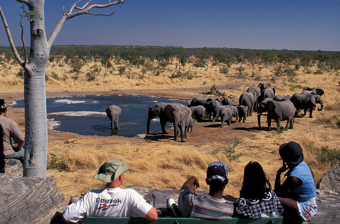 Afrik.Elefanten am Wasserloch, Etoscha-Nationalpark Namibia