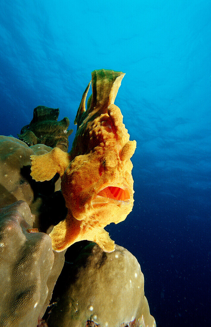 Giant frogfish, Antennarius commersonii