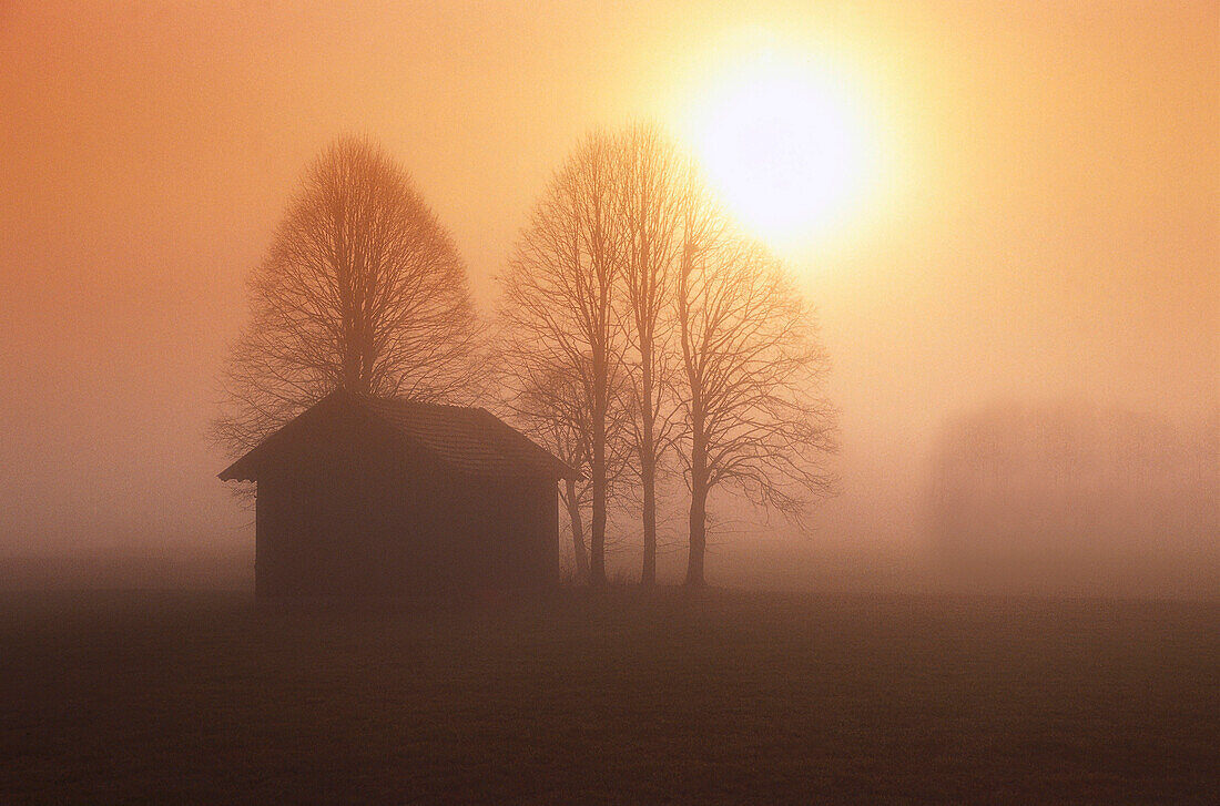 Einzelne Scheune und kahle Bäume im Morgennebel, Bayern, Deutschland