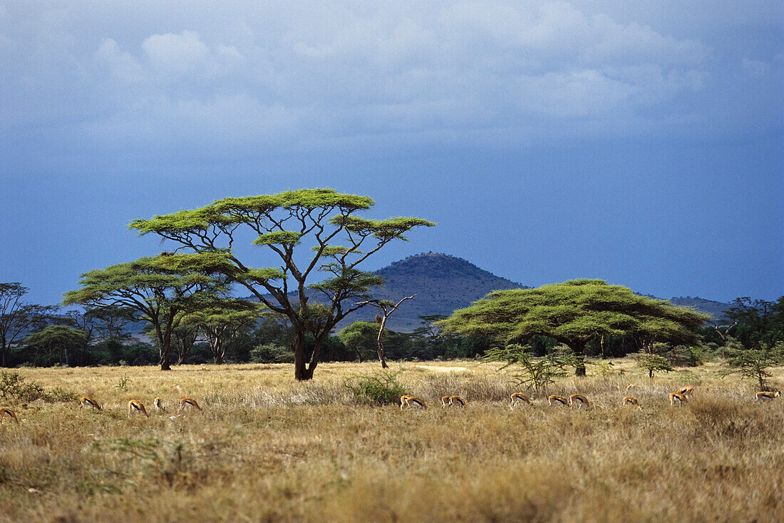 Savanne, Serengeti National Park, Tansania, Ostafrika