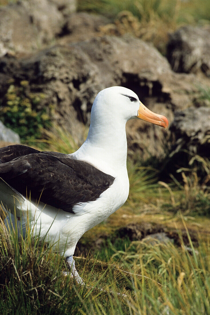 Black-browed Albatross, Falkland Islands, South America