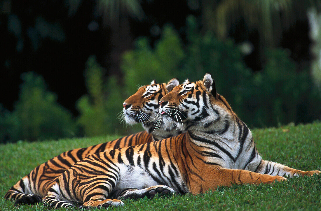 King Tigers