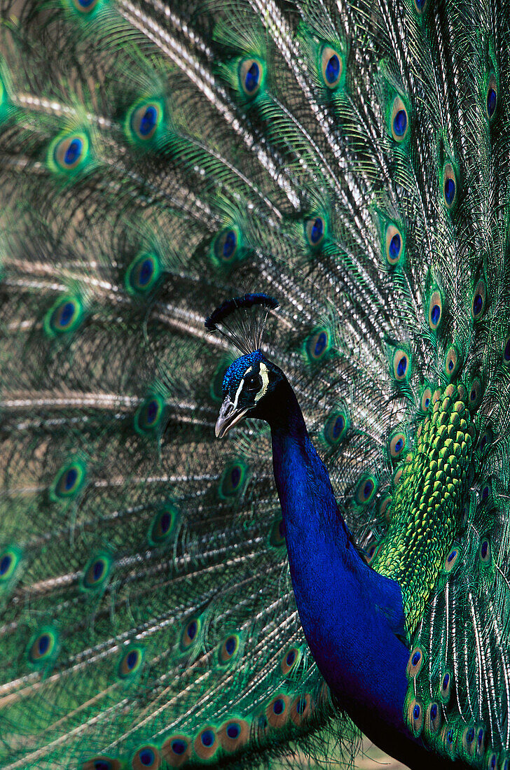 Peacock, Zoo Germany