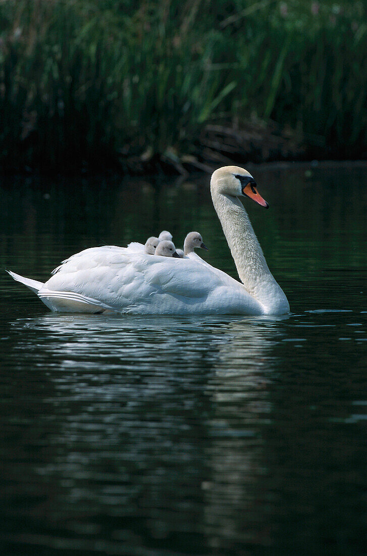 Swan family, Germany