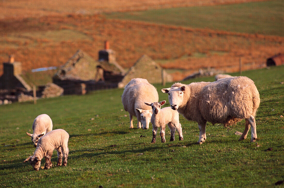 Flock of sheep, Orkney Scotland