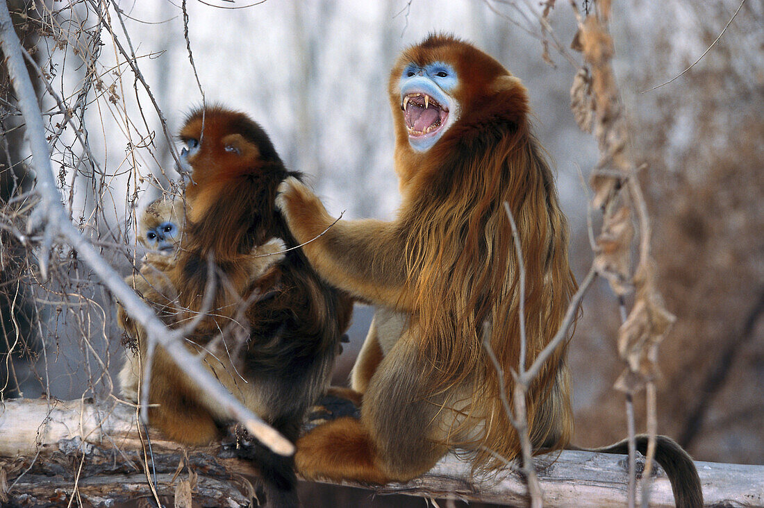 Snub-nosed Monkeys, China, Asia