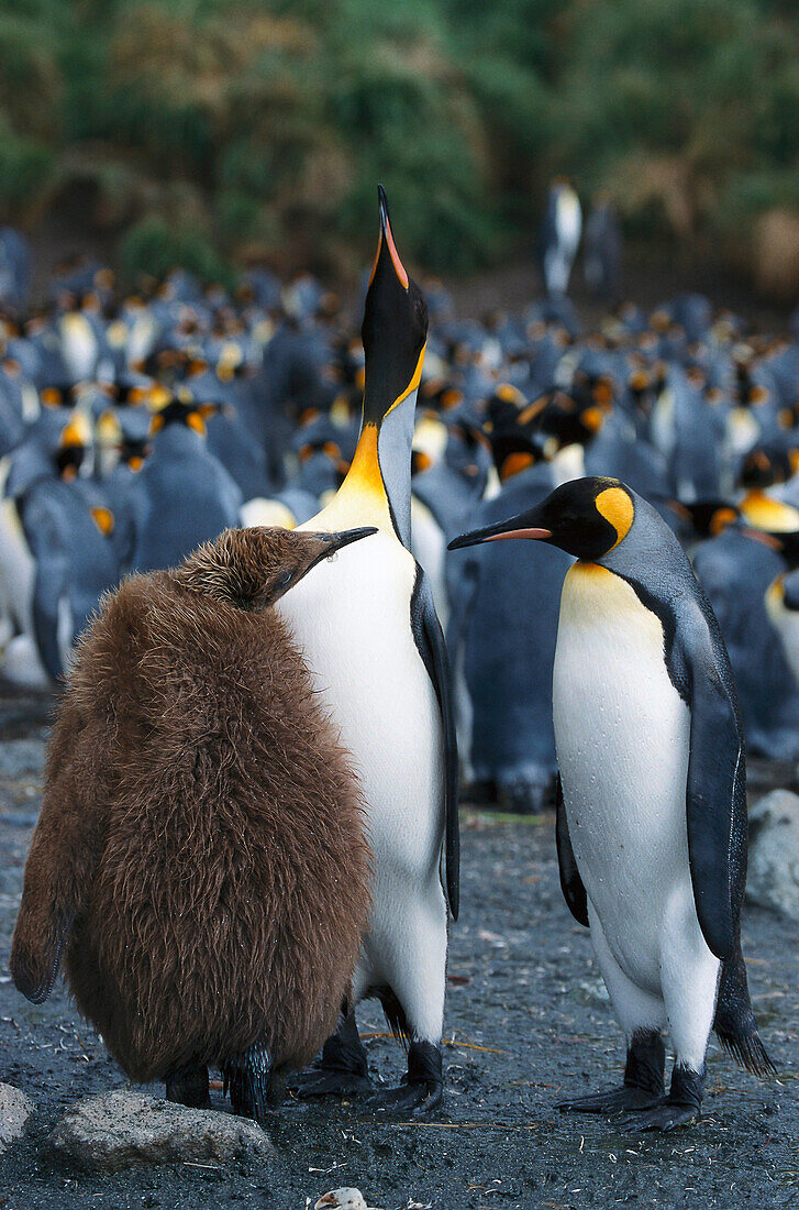 King Penguins with chick, Macquarie Island Australia