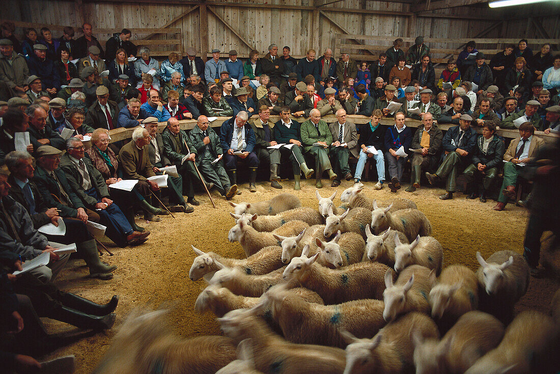 Lairg Sheep sales, Sutherland, Highland Scotland, Scotland, Great Britain