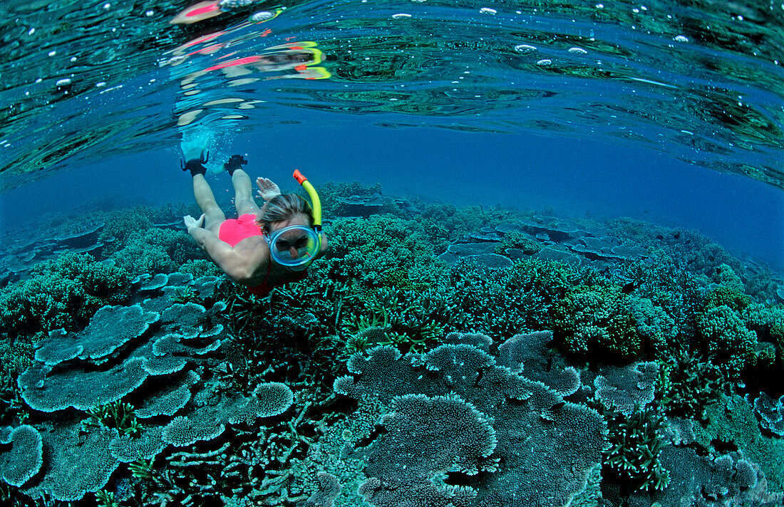 Schnorcheln vor tropischer Insel, Split images, Sn, Snorkeling near an island, Scin diver, split image