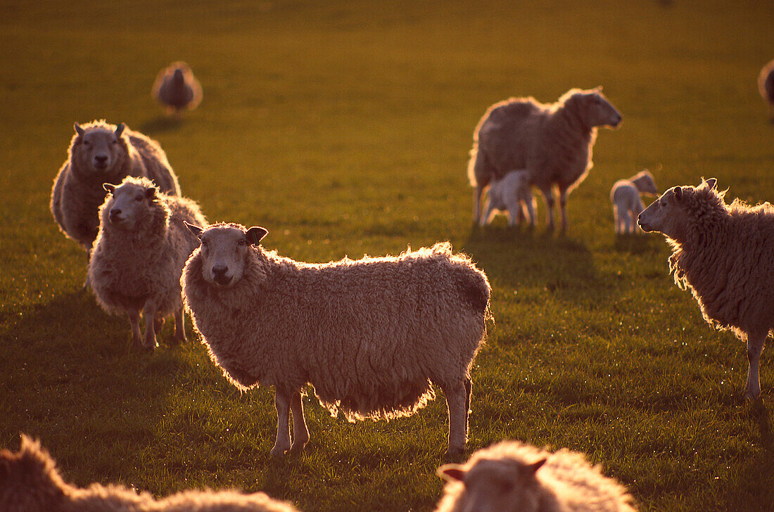 Flock of sheep, Scotland