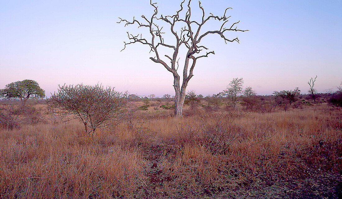 Krueger Park, Suedafrika