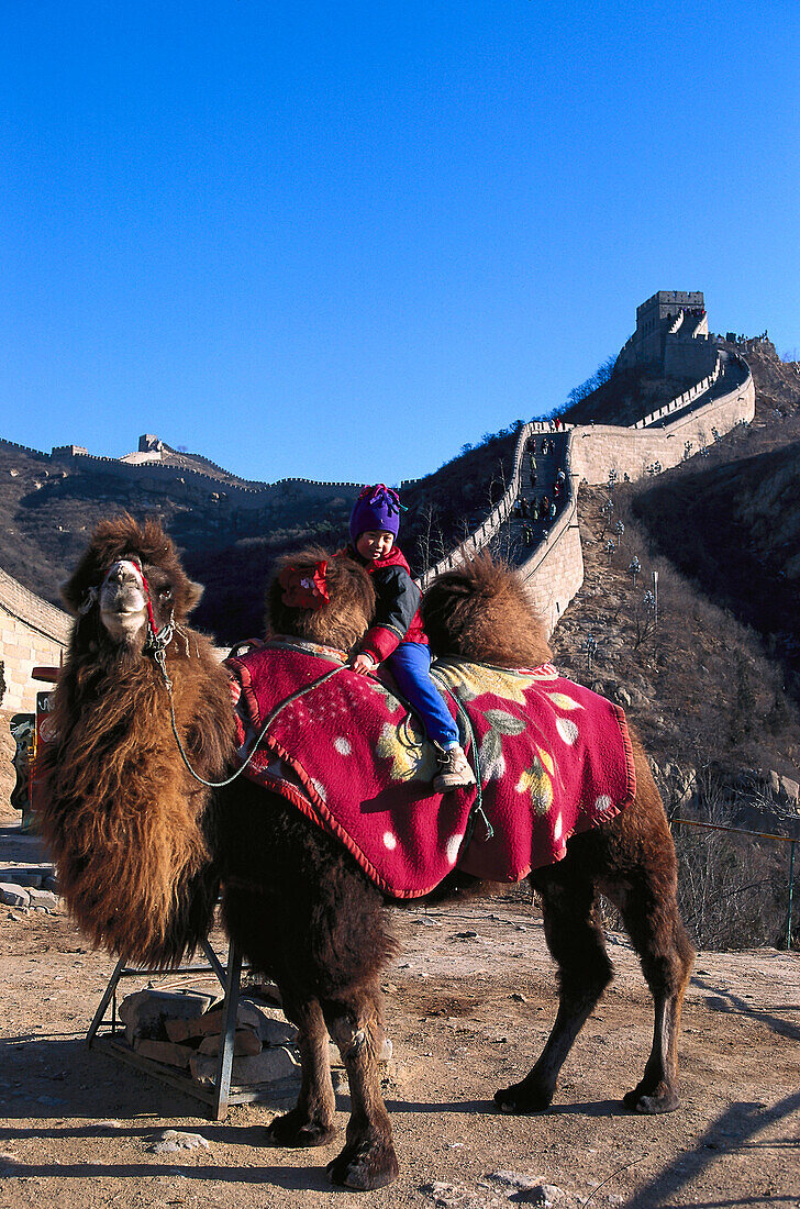 Camel, Great Chinese Wall, Badaling China