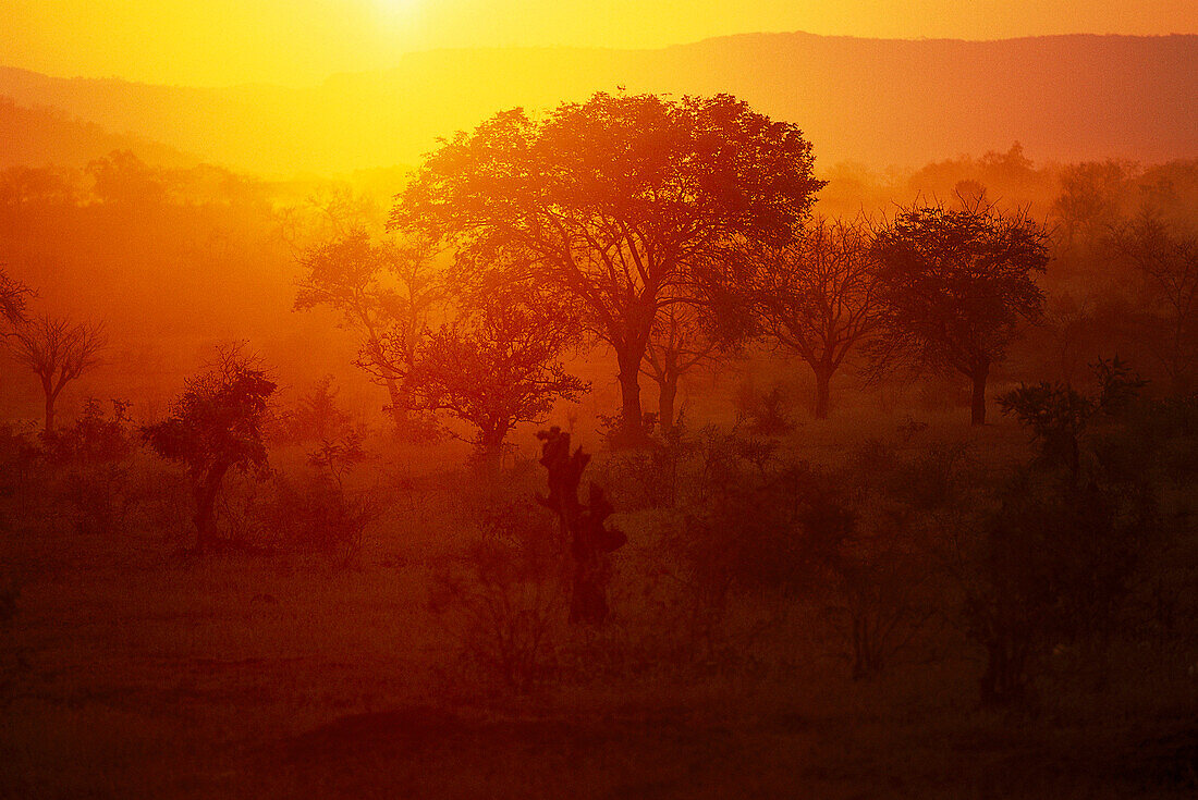 Sonnenuntergang, Krüger Nationalpark, Lowveld, Südafrika, Afrika