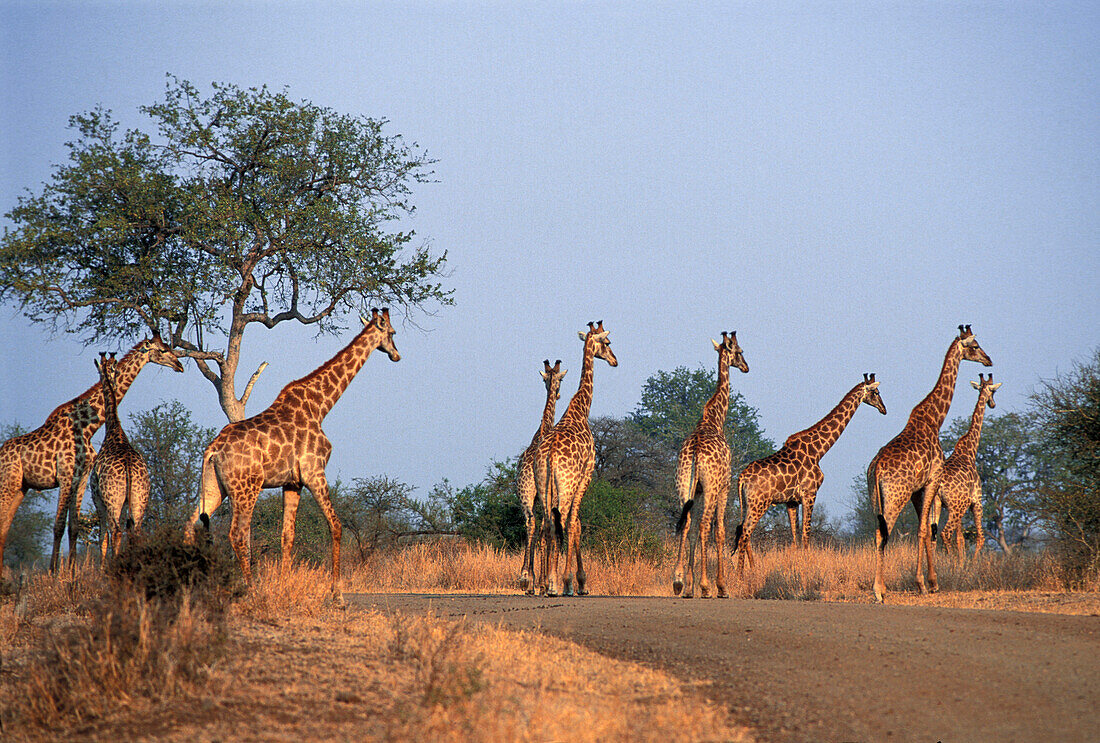 Giraffen, Krüger Nationalpark, Südafrika
