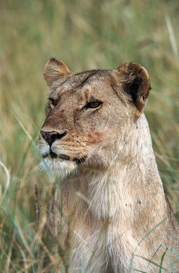 Neugierige Löwin, Serengeti Nationalpark, Tansania
