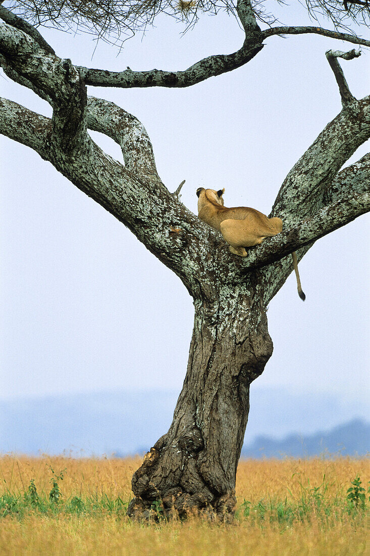 Löwin hält Ausschau in einem Baum, Serengeti National Park, Tansania, Ostafrika