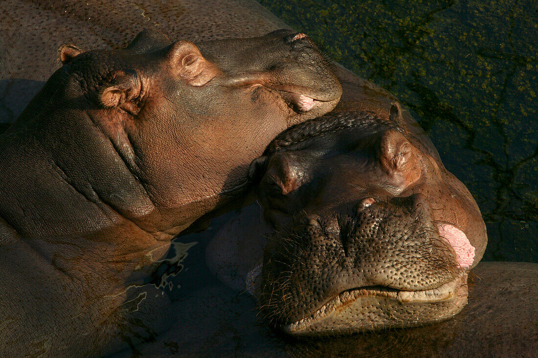 Hippopotamus, Berlin zoo Berlin, Germany