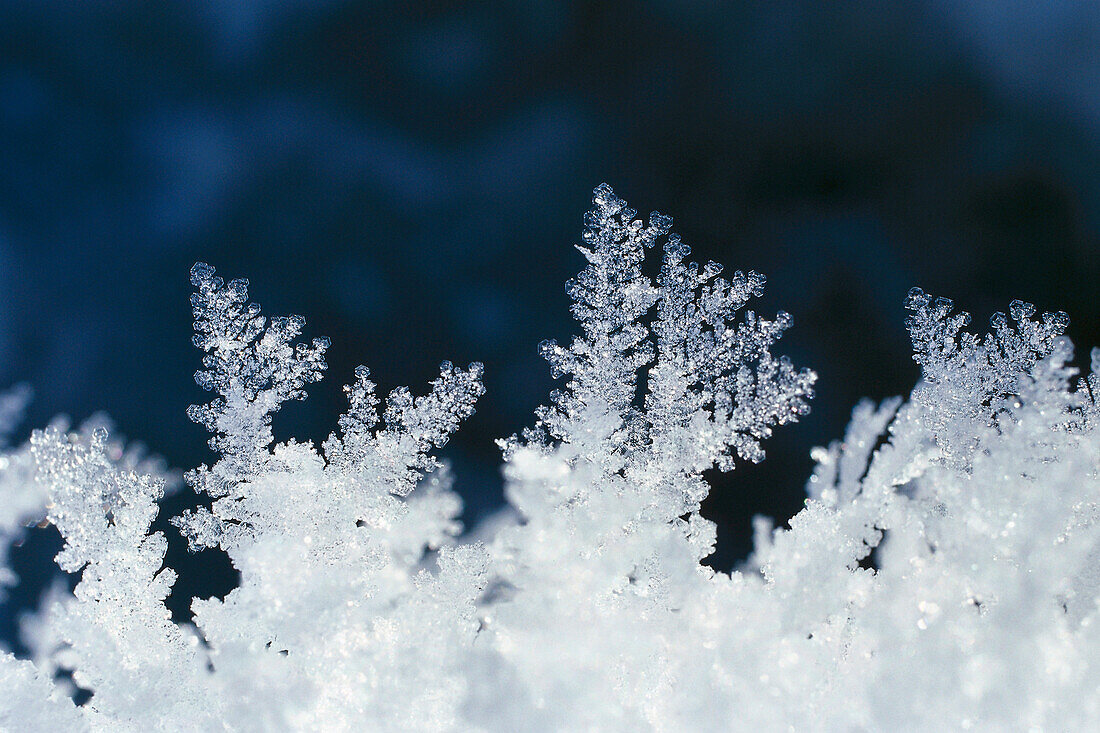 Eiskristalle, Winter, Bayern, Deutschland