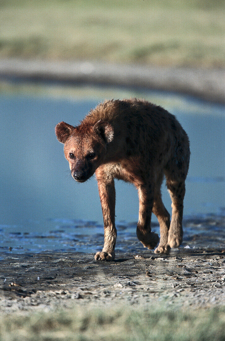 Spotted Hyena at a waterhole, Crocuta crocuta, Carnivore, Ngorongoro Crater, Tanzania