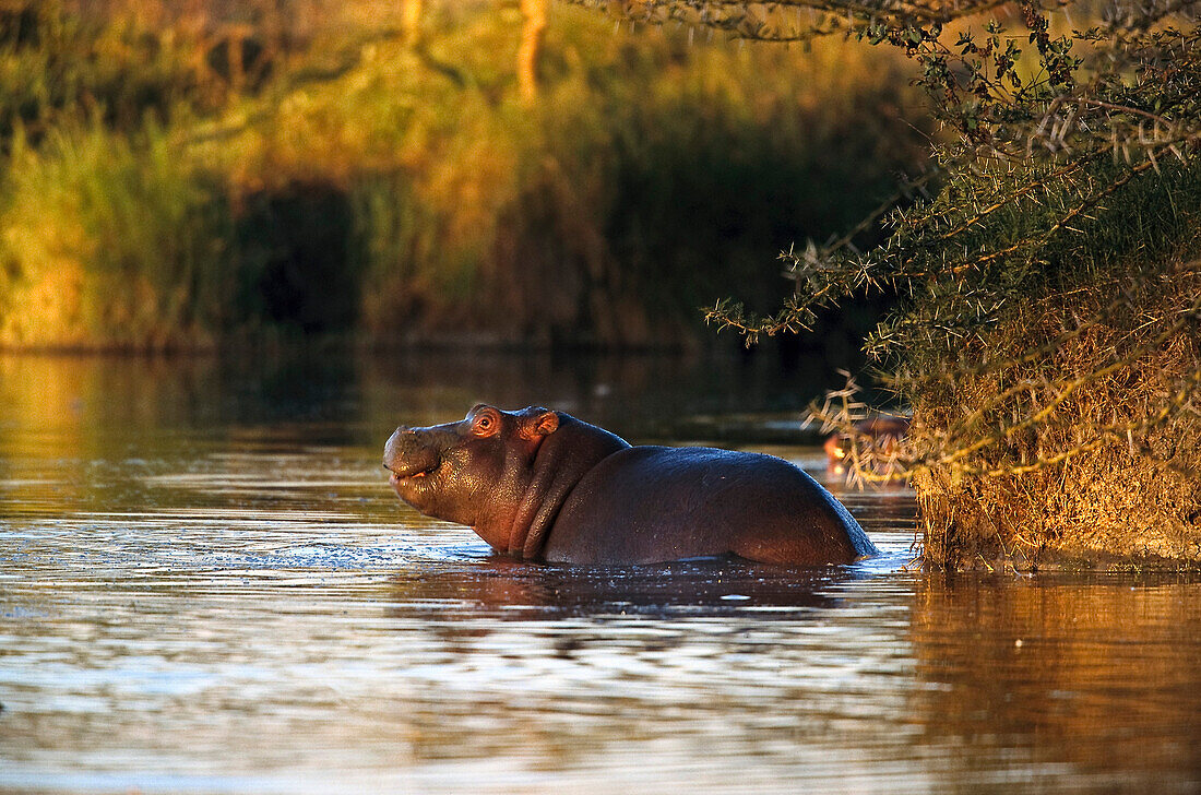 Hippopotamus, Lake Manyara National Park, Tansania, East Africa