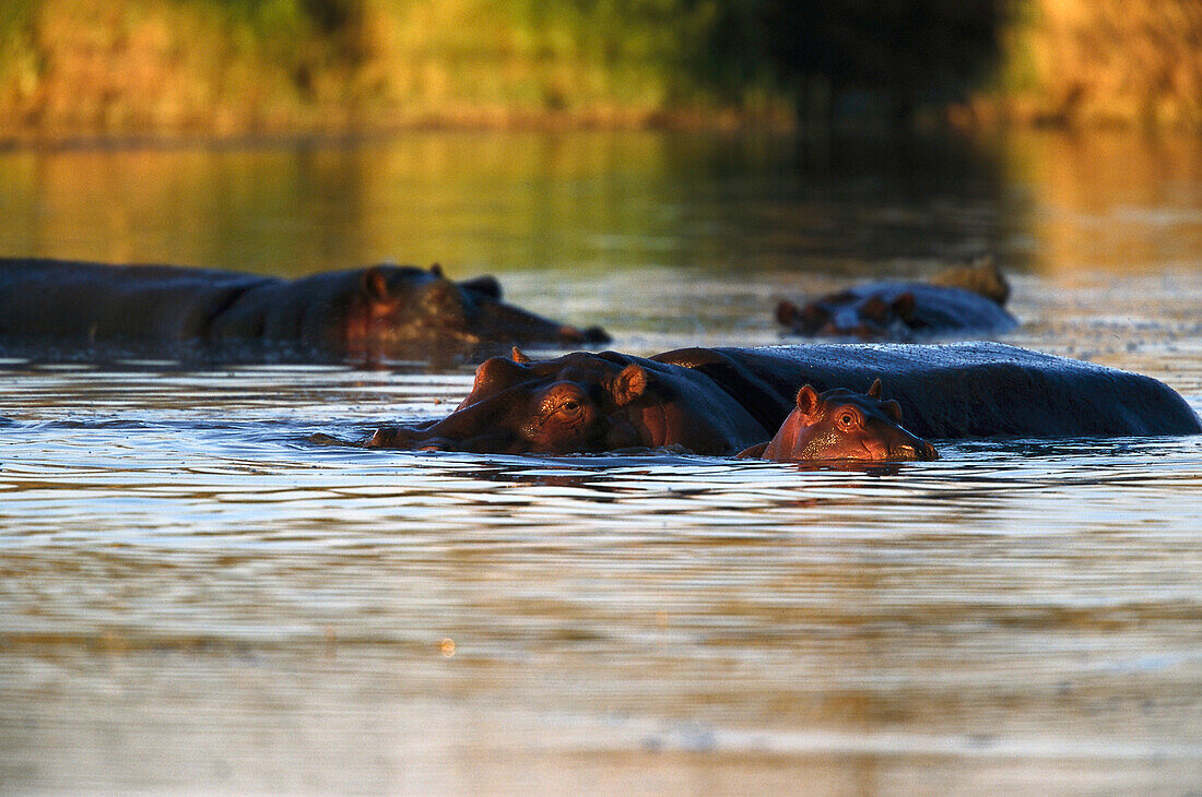 Hippopotamus, East Africa