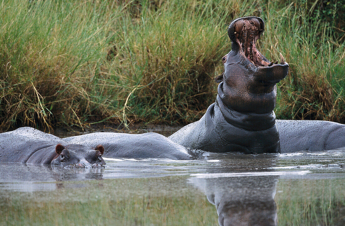Hippopotamus in the water neat the river bank, East Africa