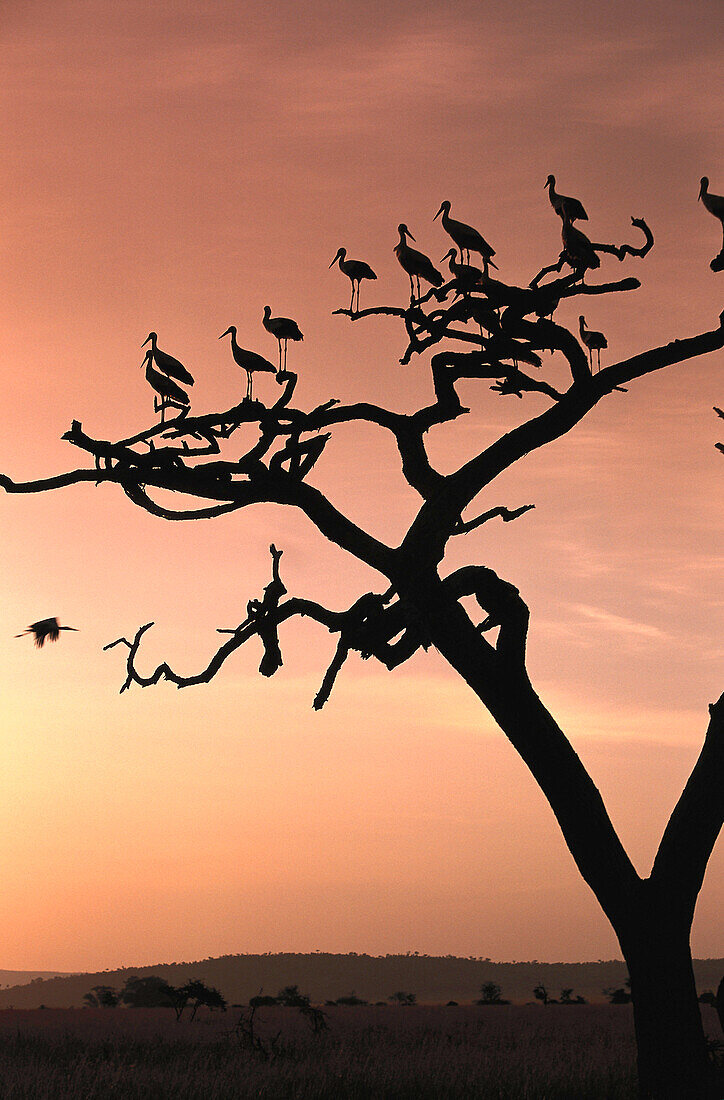 Weißstörche auf einem Baum im Abendlicht, Ostafrika, Afrika