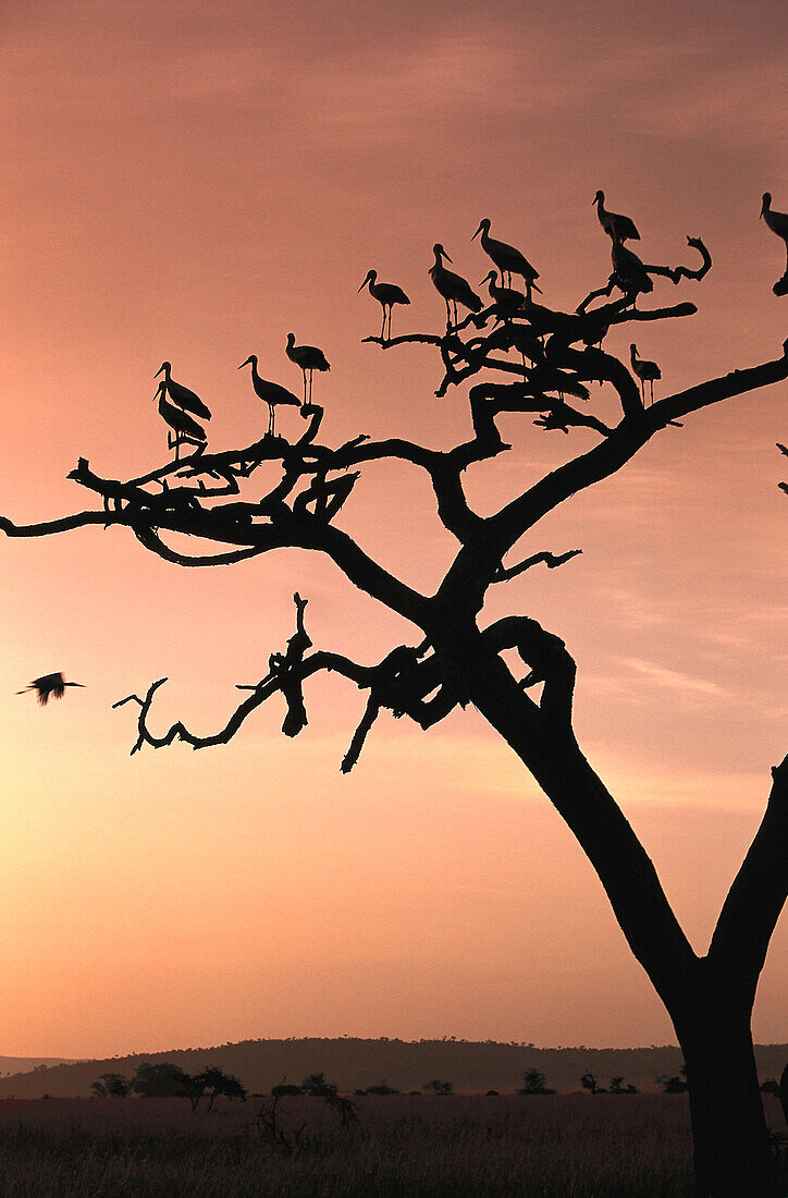 White Storks sitting on a tree in the evening light, East Africa