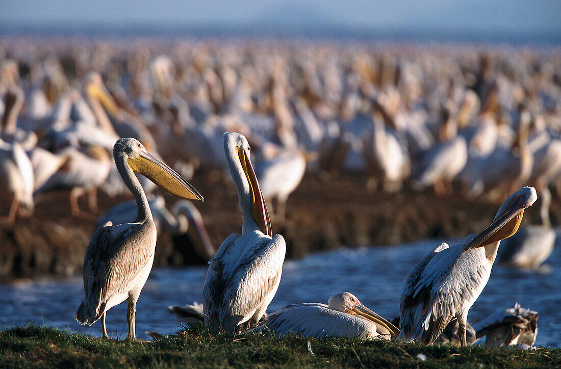 White Pelicans, Lake Manyara NP Tanzania, African