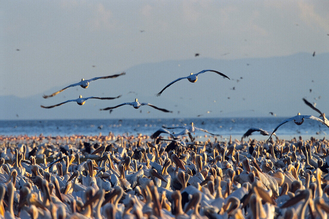 Weiße Pelikane, Lake Manyara National Park, Tansania, Ostafrika