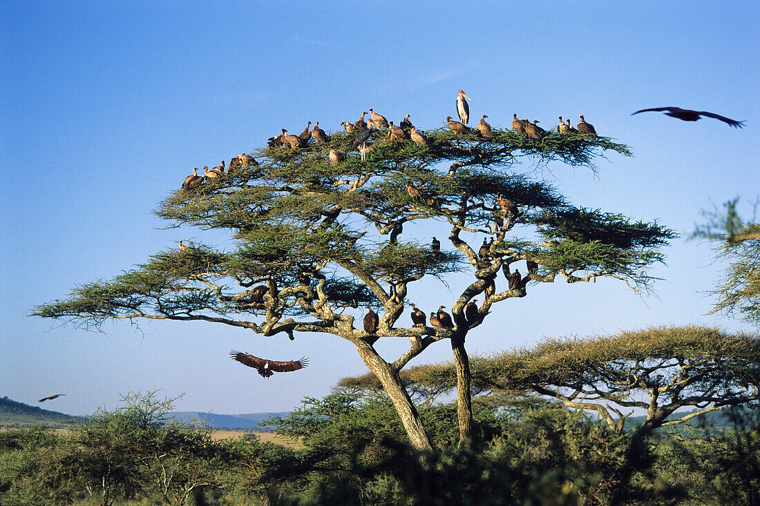 White-backed Vultures, Serengeti National Park, Tansania, East Africa