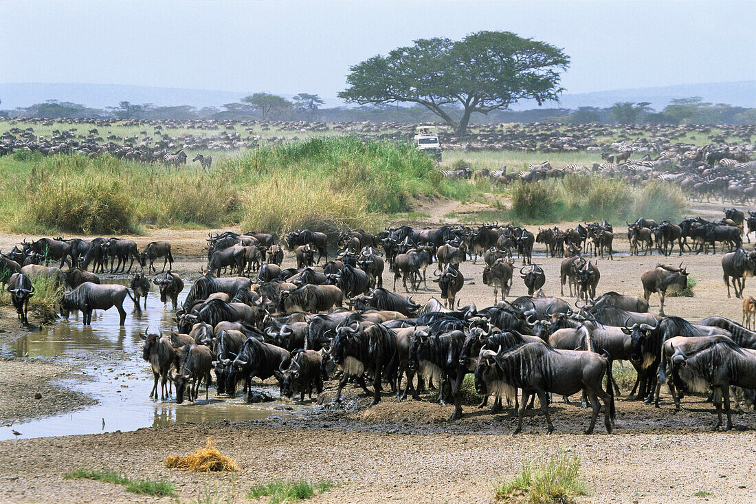 Migration, Wildbeests, Zebras, Serengeti National Park, Tansania, East Africa