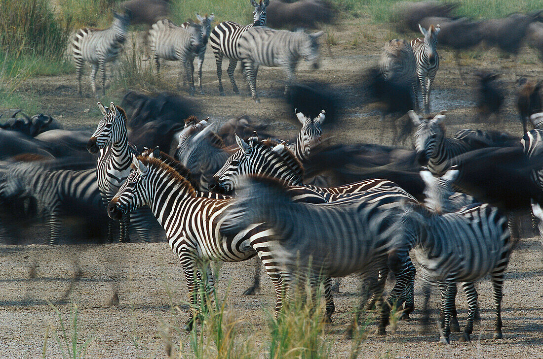 Zebras, Wildbeests, Serengeti NP Tansania