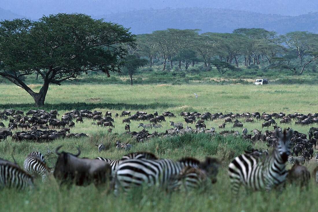 Migration, Wildbeests, Zebras, Serengeti NP Tansania