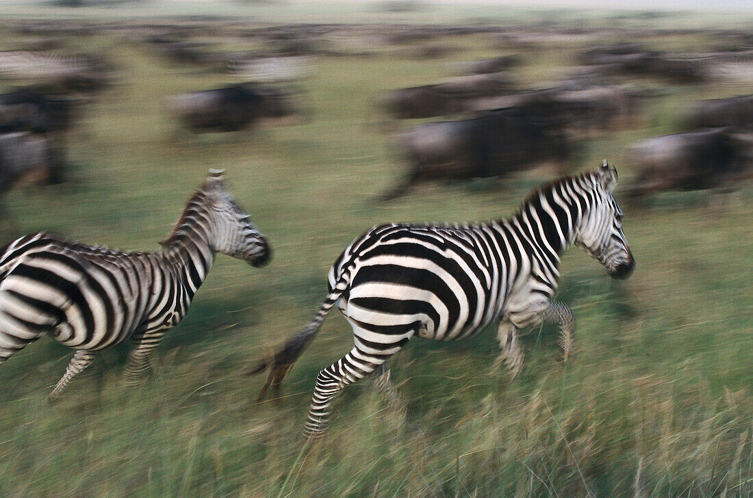 Flüchtende Zebras, Serengeti Nationalpark, Tansania, Afrika