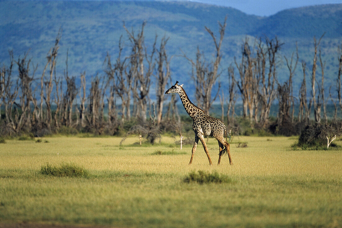 Massai-Giraffe, Serengeti National Park, Tansania, Ostafrika
