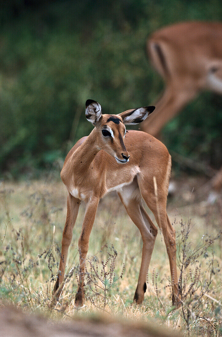 Impala, medium-sized African antelope, Serengeti National Park, Tanzania, Africa