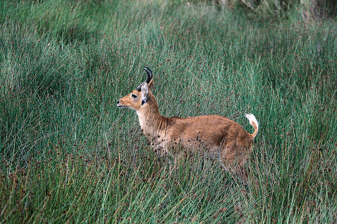 Reedbuck, Serengeti National Park, Tanzania, Africa