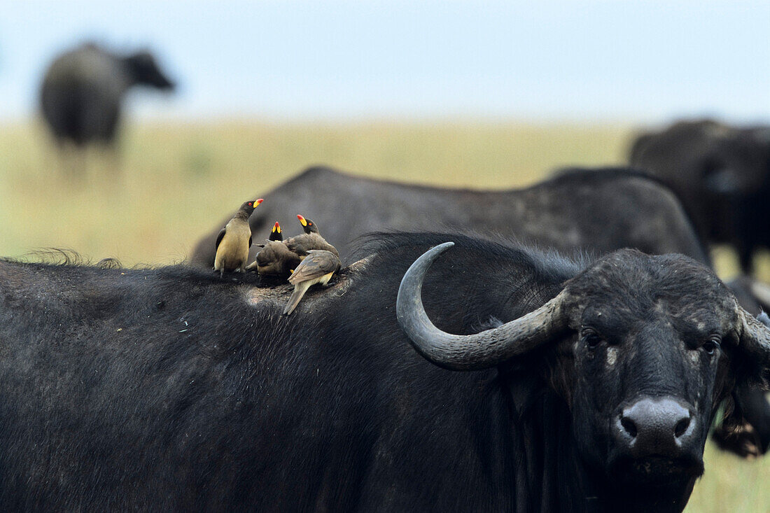Gelbschnabel-Madenhacker auf afrikanischem Büffel, Serengeti Nationalpark, Tansania