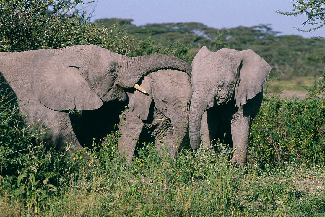 Afrikanischer Elefant, Serengeti National Park, Tansania, Ostafrika