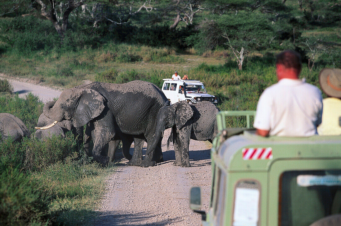 African Elephants, Safari Tour, Serengeti NP Tansania
